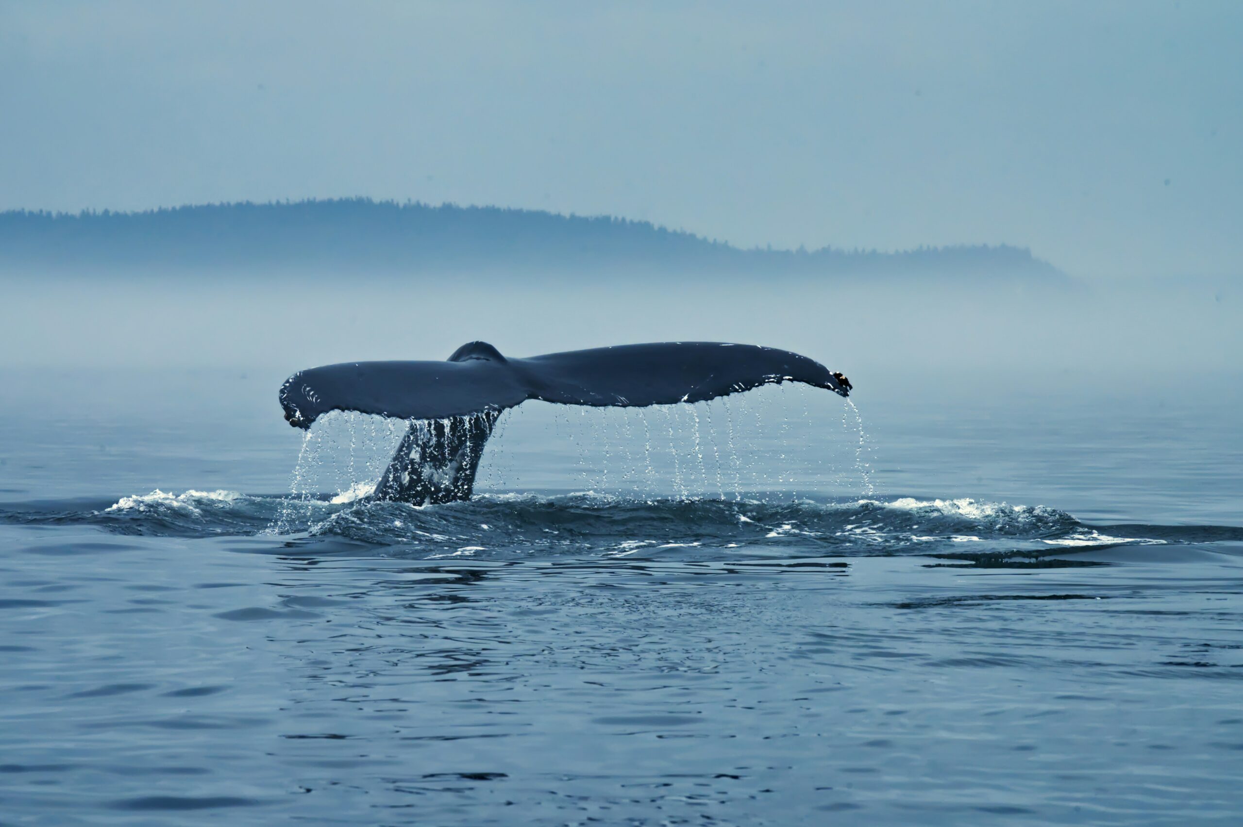 Whale swimming