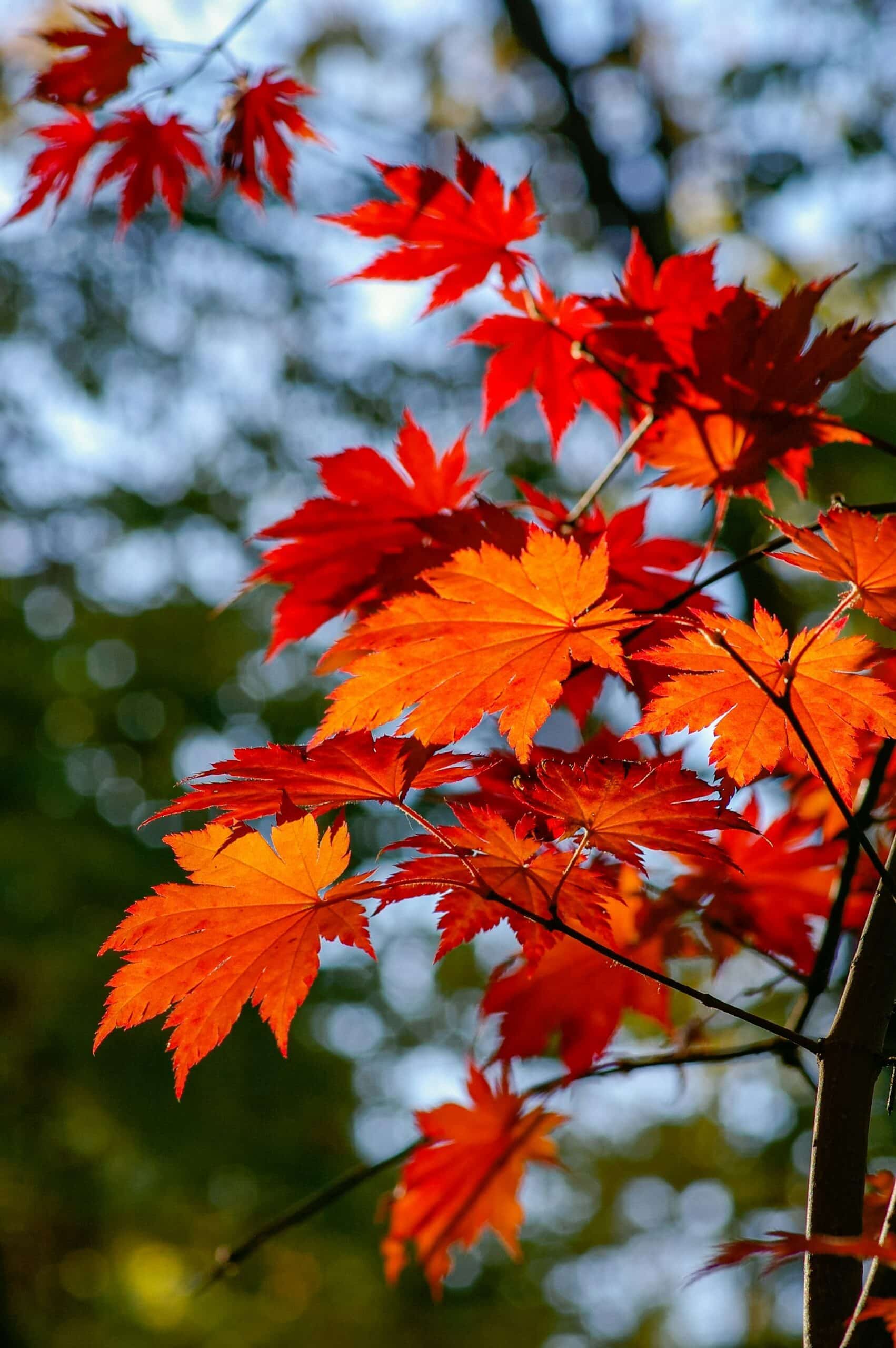 Quebec's maple season offers Canadians authentic spring experiences with sugar shack feasts, forest activities, and cultural traditions from March to April.